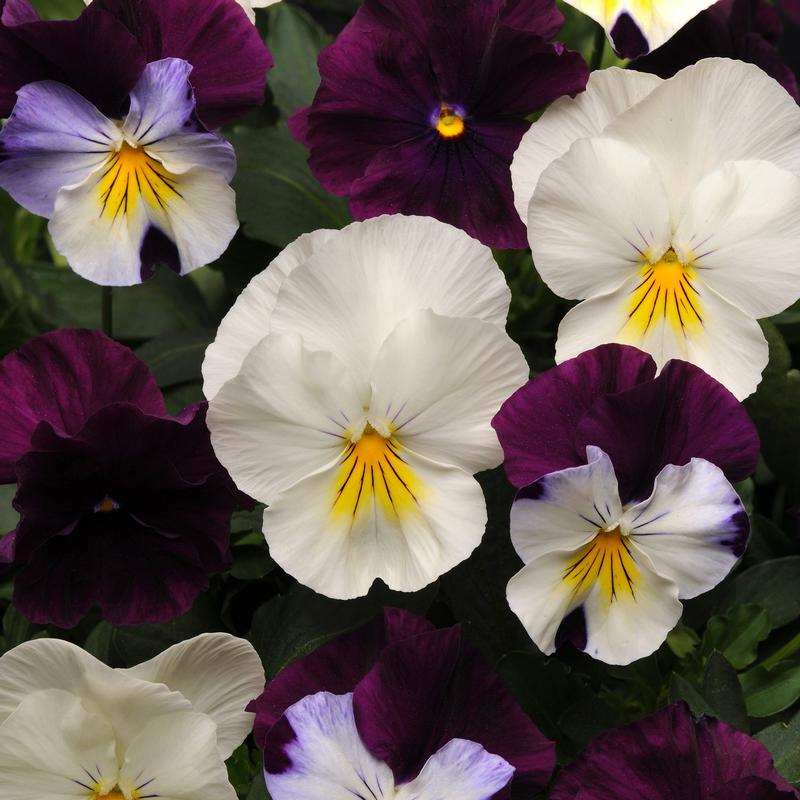 Viola wittrockiana Cool Wave 'Berries n Cream' - Photo courtesy of Ball Horticultural Company