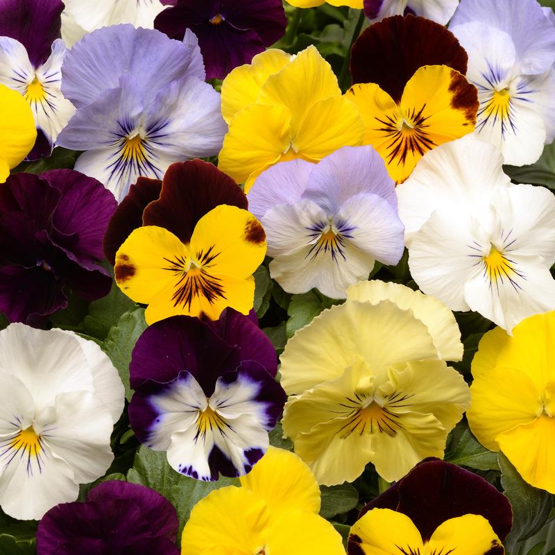 Viola wittrockiana Cool Wave 'Mix' - Photo courtesy of Ball Horticultural Company