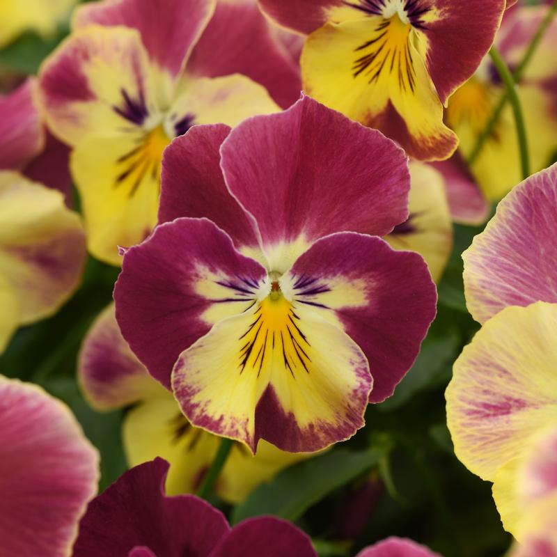 Viola wittrockiana Cool Wave 'Strawberry Swirl' - Photo courtesy of Ball Horticultural Company