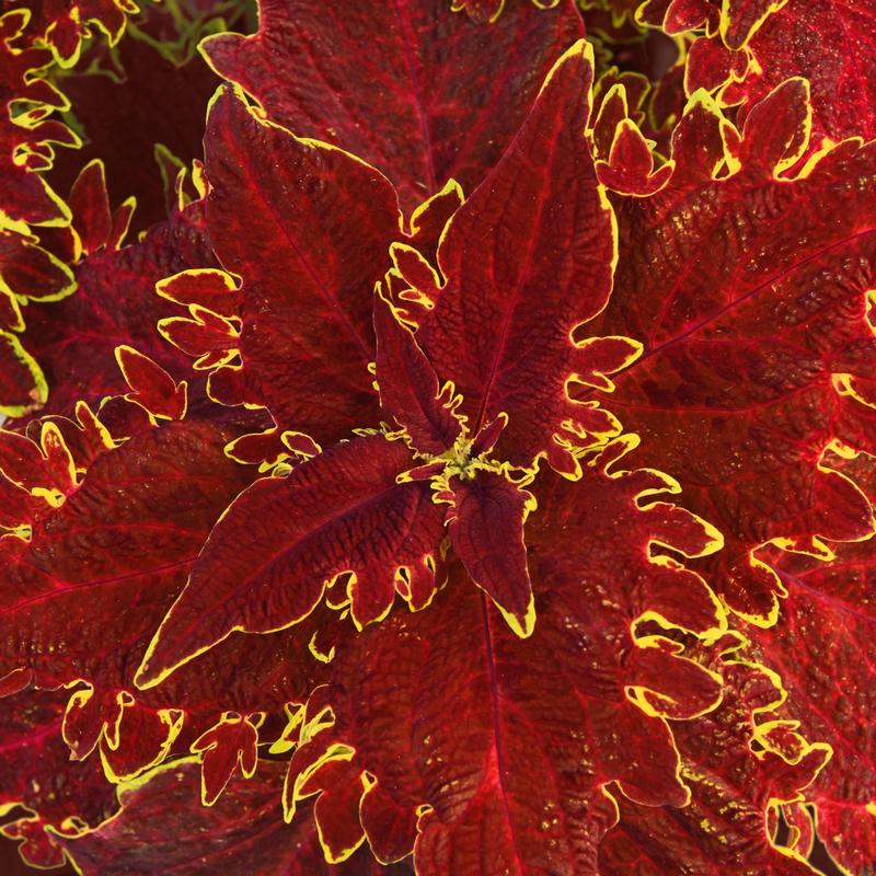 Solenostemon scutellarioides 'Vulcan' - Photo courtesy of Ball Horticultural Company