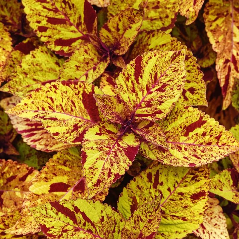Solenostemon scutellarioides 'Marble Mania' - Photo courtesy of Ball Horticultural Company