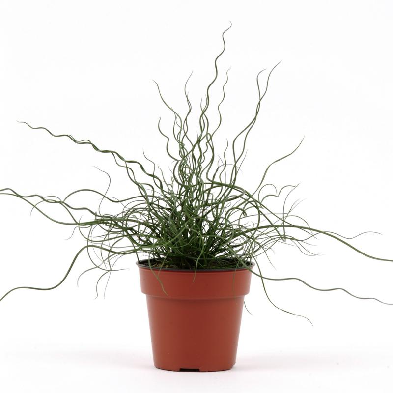 Grass: Juncus tenius 'Twister' - Photo courtesy of Ball Horticultural Company