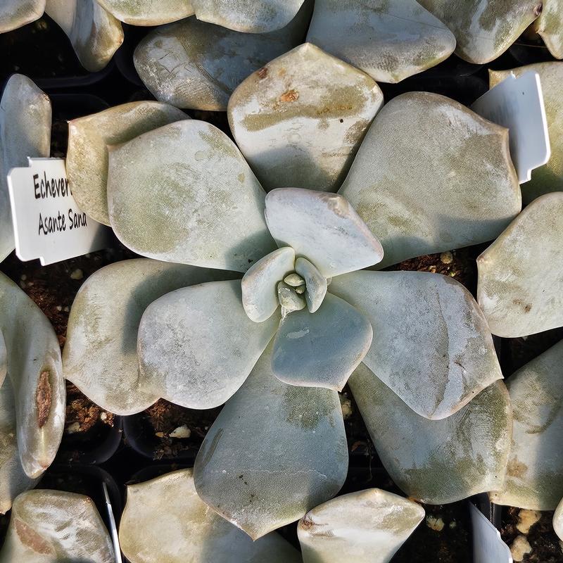 Echeveria 'Asante Sana' - Echeveria from Hillcrest Nursery