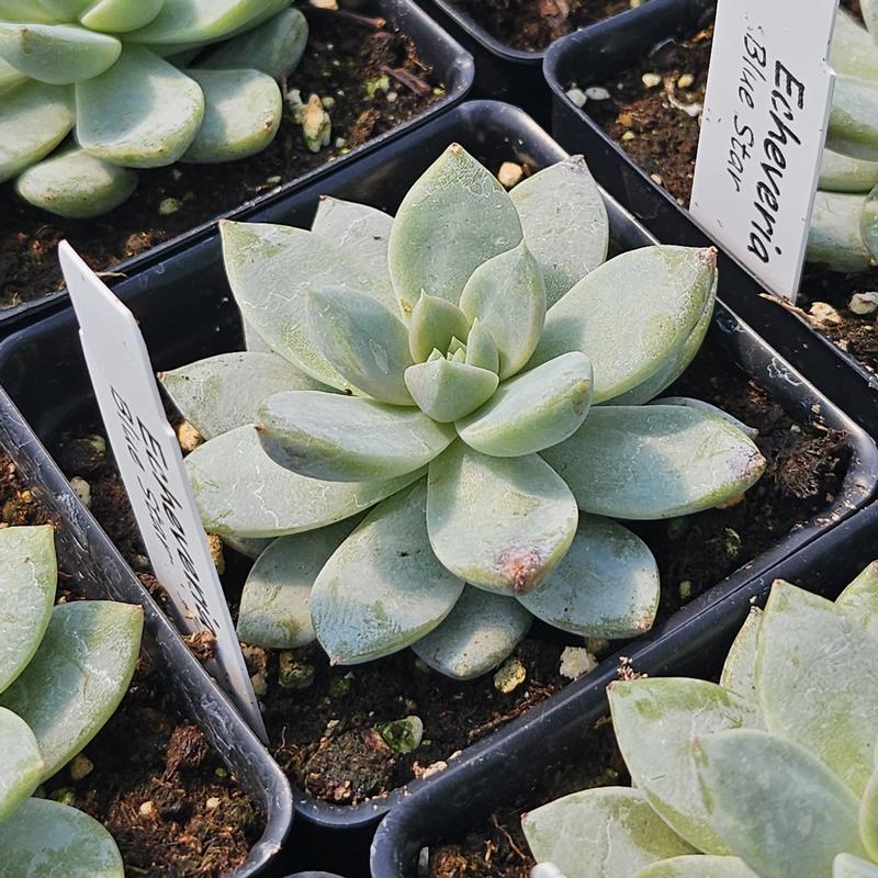 Echeveria 'Blue Star' - Echeveria from Hillcrest Nursery