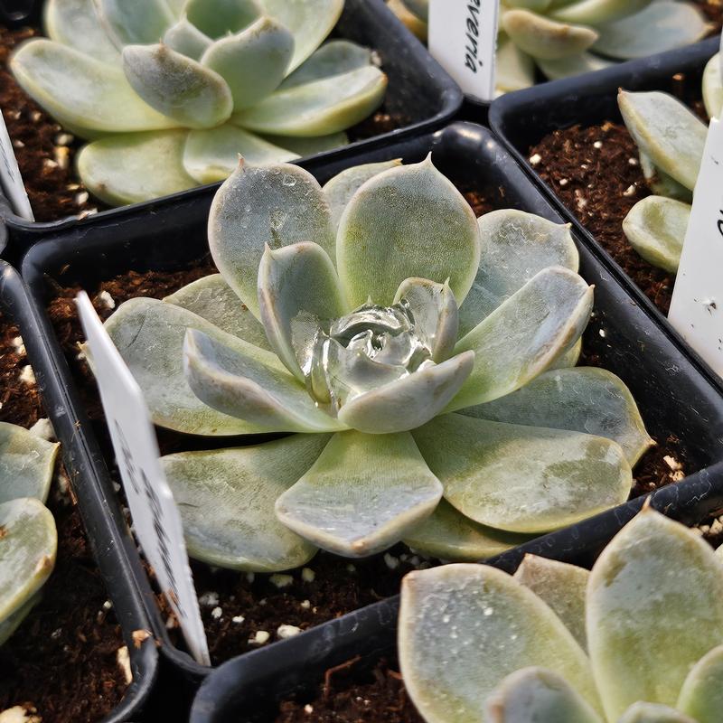 Echeveria 'Cielo' - Echeveria from Hillcrest Nursery