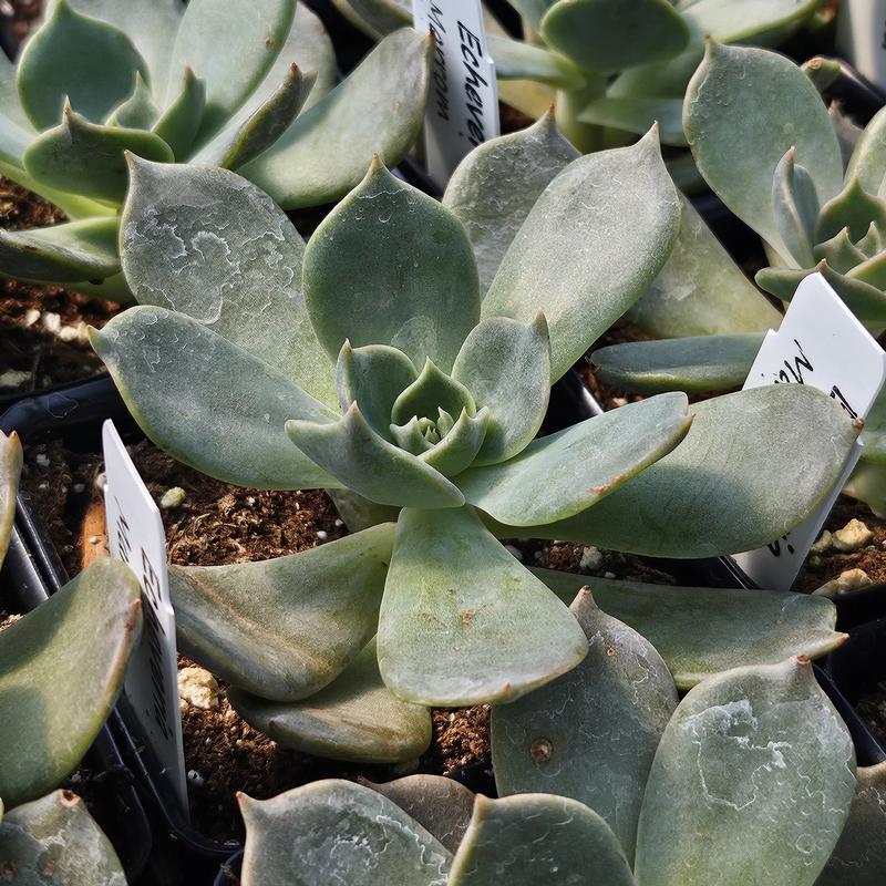 Echeveria 'Marrom' - Echeveria from Hillcrest Nursery