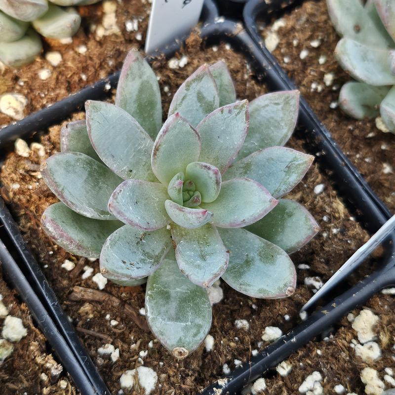Echeveria 'Yummie' - Echeveria from Hillcrest Nursery