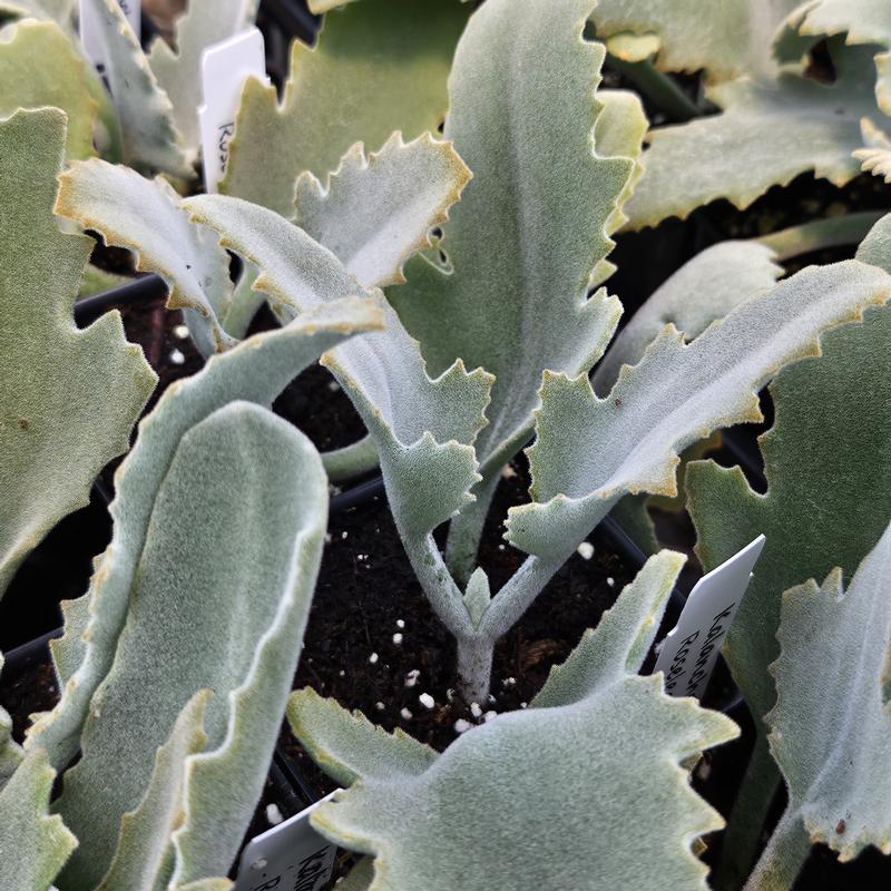 Kalanchoe beharensis 'Roseleaf' - Kalanchoe from Hillcrest Nursery