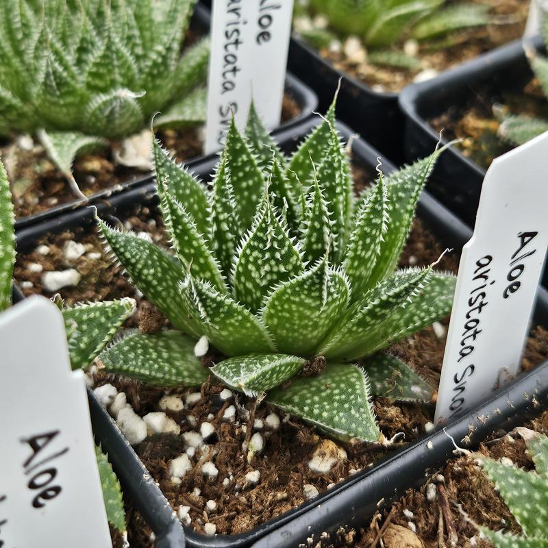 Aloe aristata 'Snow' - Aloe Lace from Hillcrest Nursery