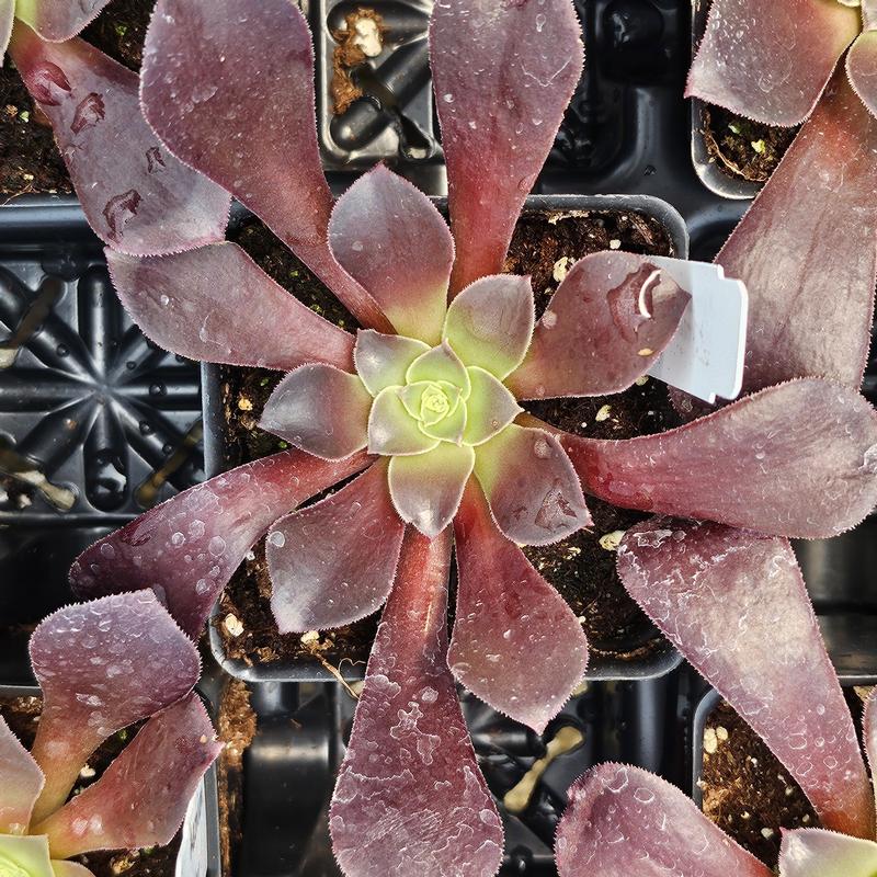 Aeonium arboreum 'Velour' - Aeonium from Hillcrest Nursery