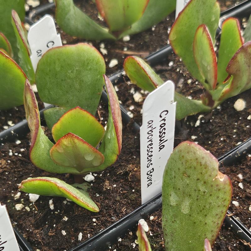Crassula arborescens 'Bora' - Jade Plant from Hillcrest Nursery