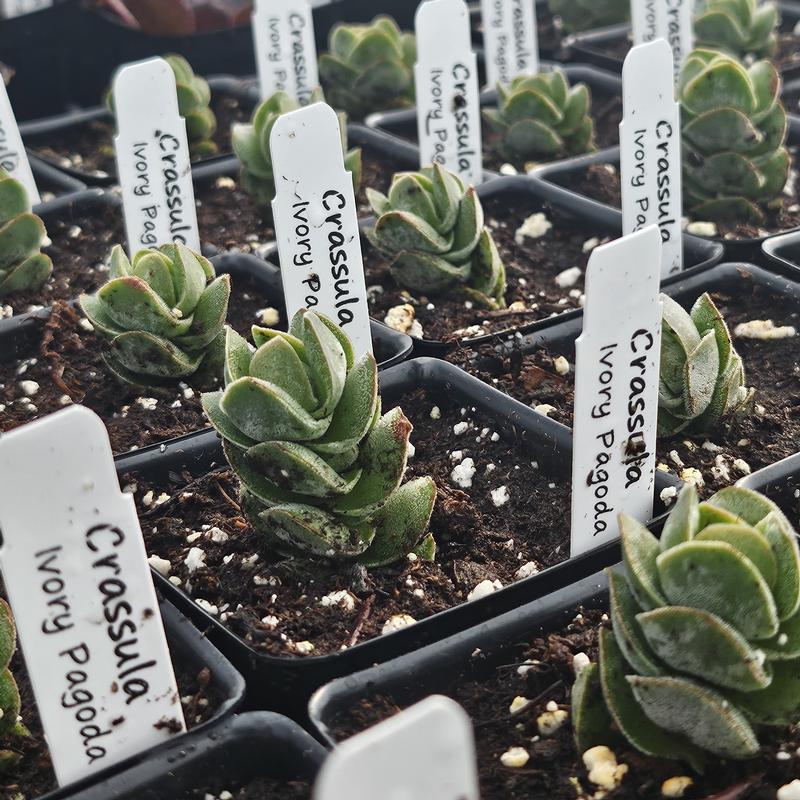 Crassula 'Ivory Pagoda' - Crassula from Hillcrest Nursery