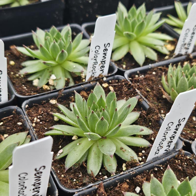 Sempervivum arachnoideum Colorockz 'Emerald Swirl' - Hens and Chicks from Hillcrest Nursery