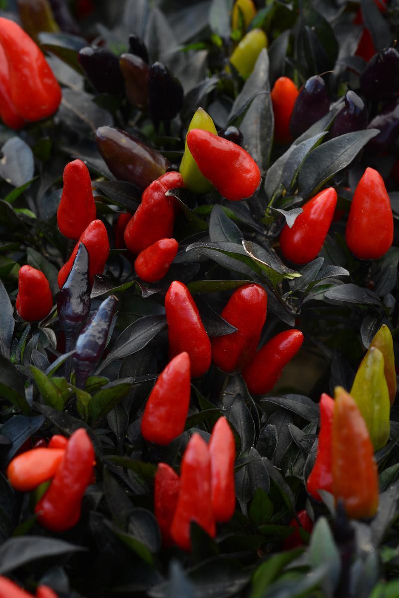 Capsicum annuum Ornamental 'Midnight Fire' - Photo courtesy of Ball Horticultural Company