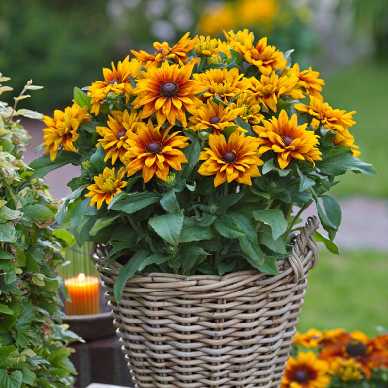 Rudbeckia hirta 'Carla' - Photo courtesy of Ball Horticultural Company