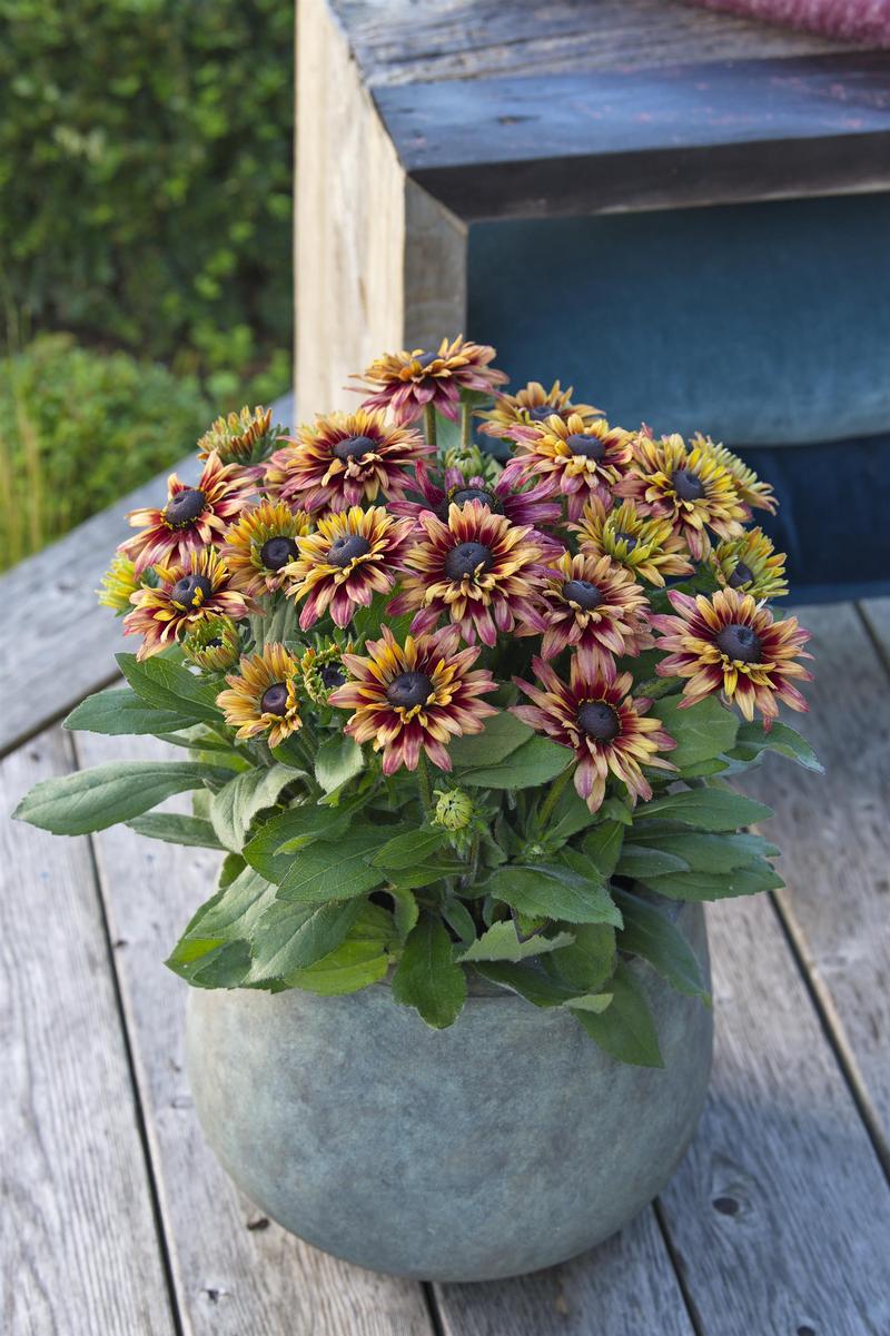 Rudbeckia hirta Sunbeckia 'Graffiti Cherry' - Photo courtesy of Ball Horticultural Company