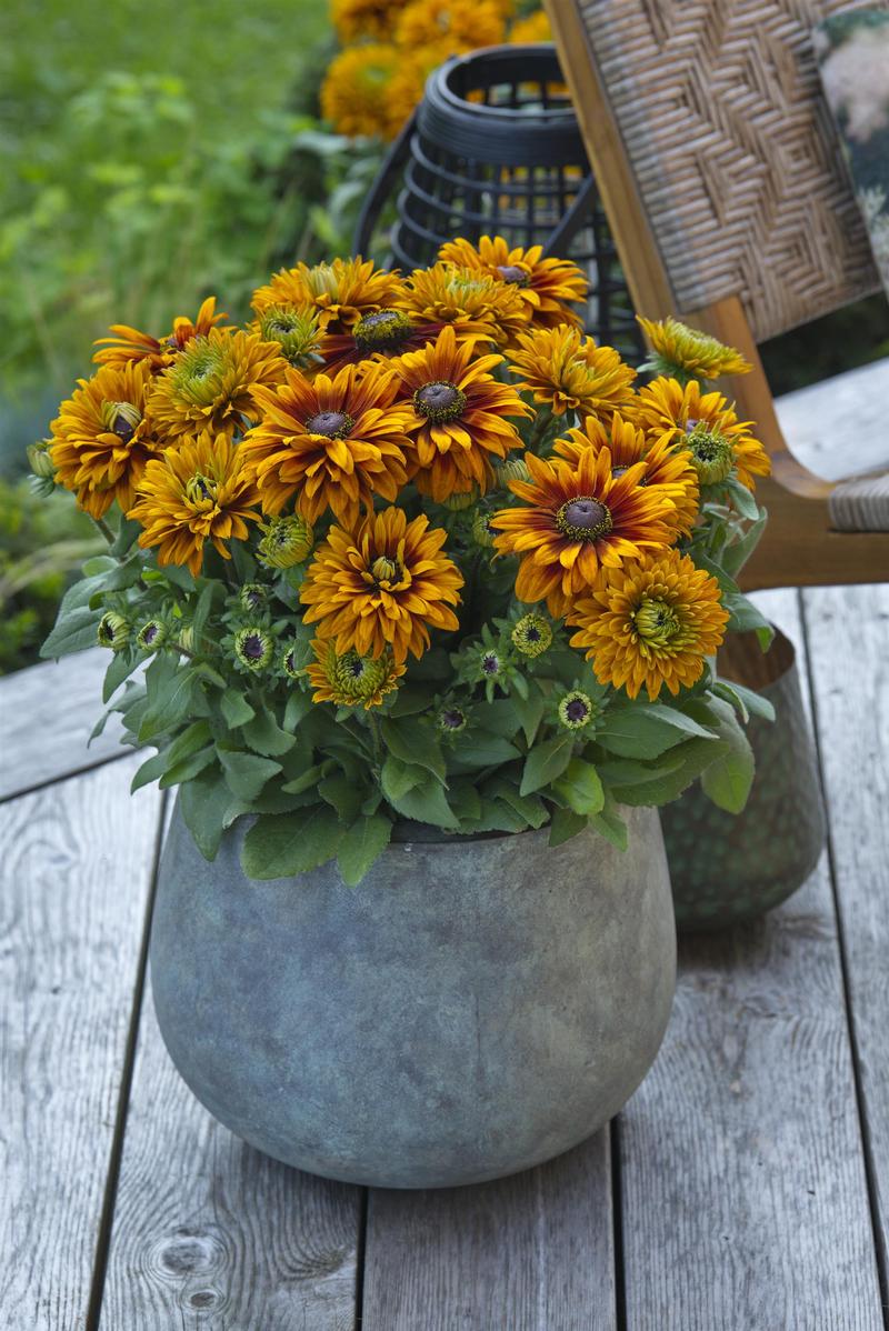 Rudbeckia hirta Sunbeckia 'Graffiti Caramel' - Photo courtesy of Ball Horticultural Company