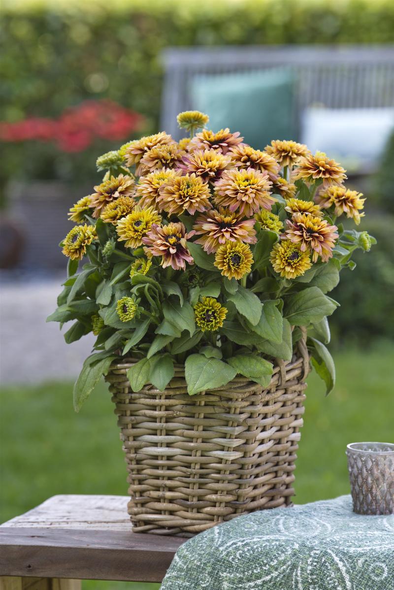 Rudbeckia hirta Sunbeckia 'Graffiti Peach' - Photo courtesy of Ball Horticultural Company