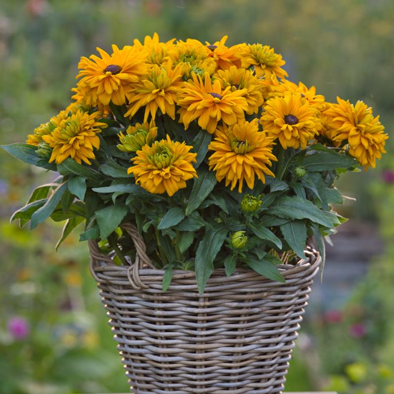 Rudbeckia hirta Sunbeckia 'Lucia' - Photo courtesy of Ball Horticultural Company