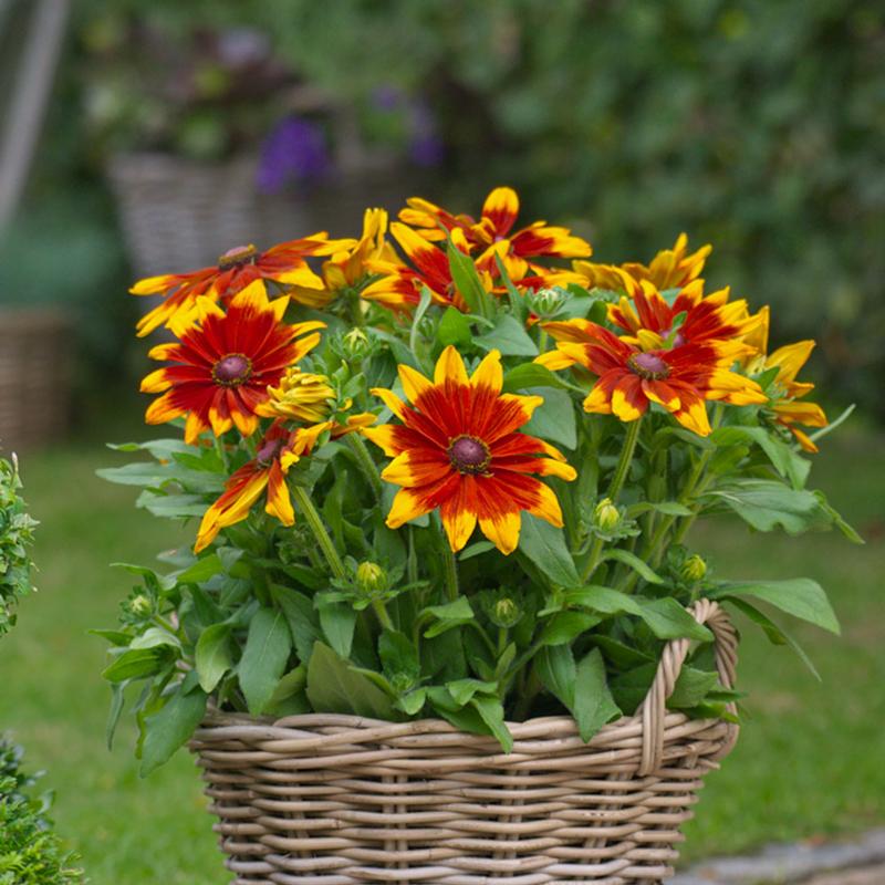 Rudbeckia hirta Sunbeckia 'Mia' - Photo courtesy of Ball Horticultural Company