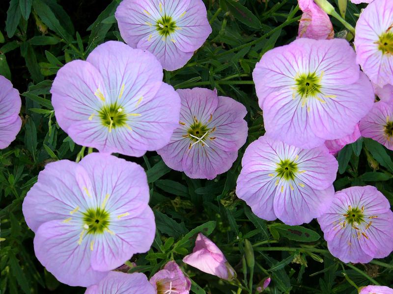Oenothera berlanderi 'Twilight' - Photo courtesy of Ball Horticultural Company