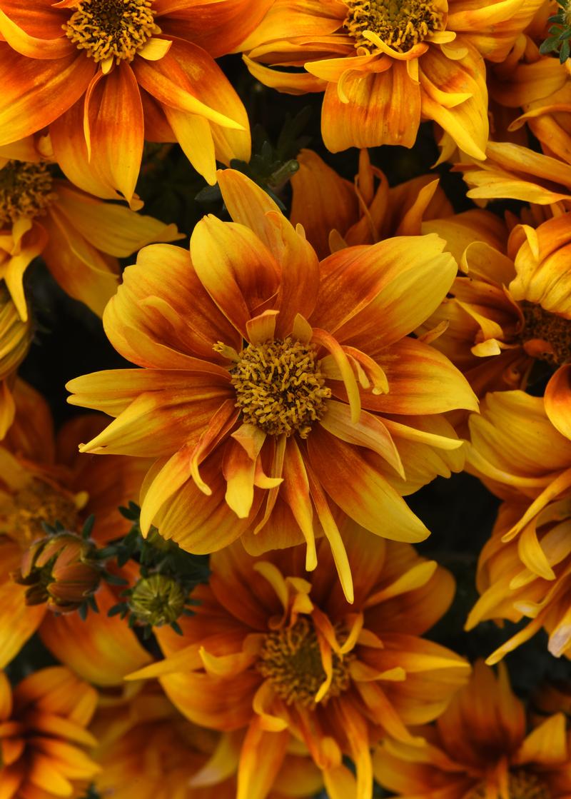 Bidens aurea Bee Alive 'Double Orange' - Photo courtesy of Ball Horticultural Company