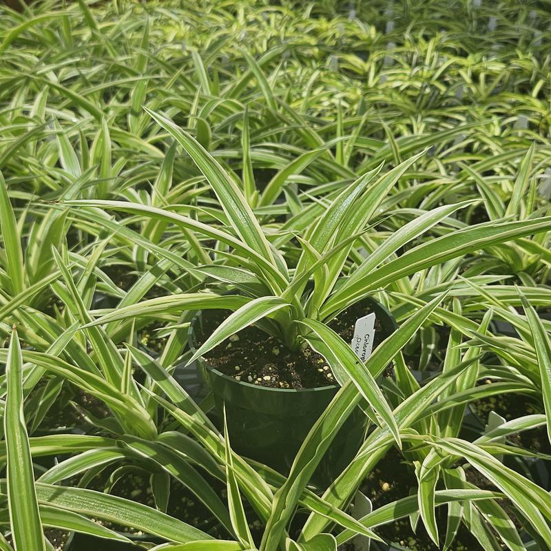 Chlorophytum comosum 'Ocean' - Spider Plant from Hillcrest Nursery