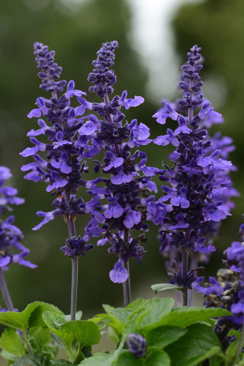 Salvia 'Mysty' - Photo courtesy of Ball Horticultural Company