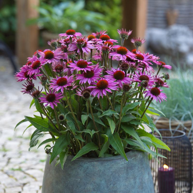 Echinacea hybrida Sunmagic Vintage 'Fuschia' - Photo courtesy of Ball Horticultural Company