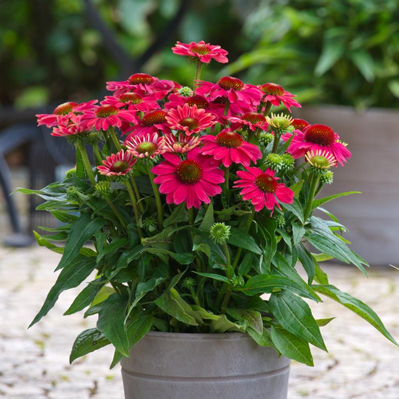 Echinacea hybrida Sunmagic Vintage 'Lipstick' - Photo courtesy of Ball Horticultural Company