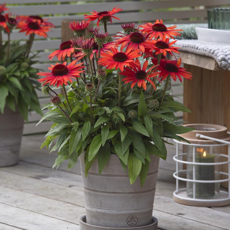 Echinacea hybrida Sunmagic Vintage 'Orange' - Coneflower from Hillcrest Nursery