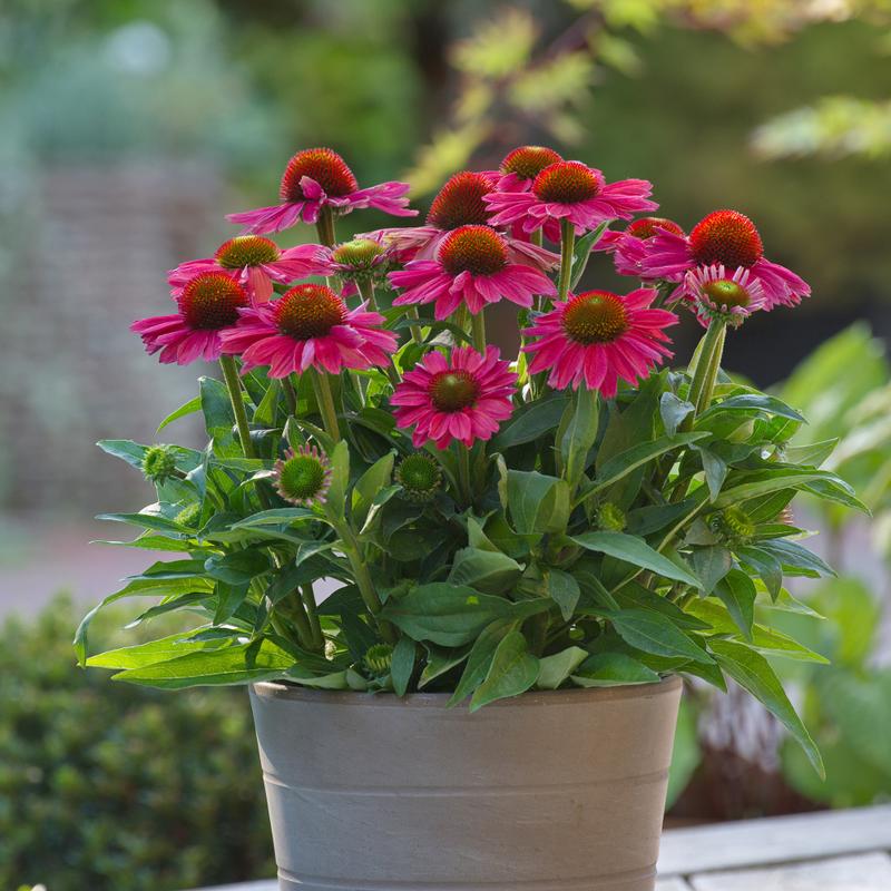 Echinacea hybrida Sunmagic Vintage 'Watermelon' - Photo courtesy of Ball Horticultural Company