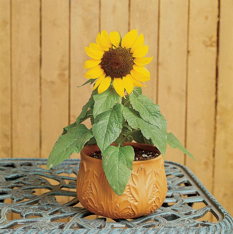 Helianthus annuus 'Ballad' - Photo courtesy of Ball Horticultural Company