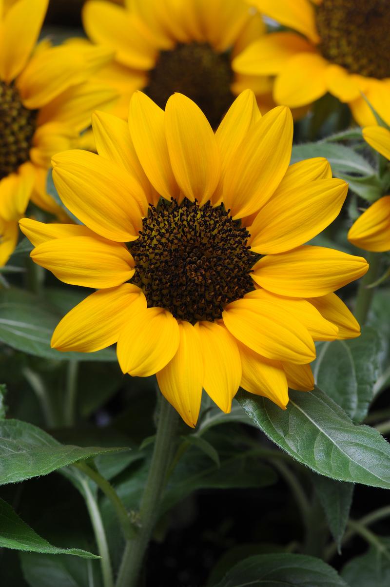 Helianthus annuus 'Miss Sunshine' - Photo courtesy of Ball Horticultural Company