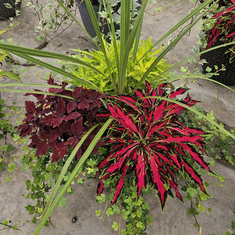 Solenostemon scutellarioides FlameThrower 'Mix' - Coleus from Hillcrest Nursery