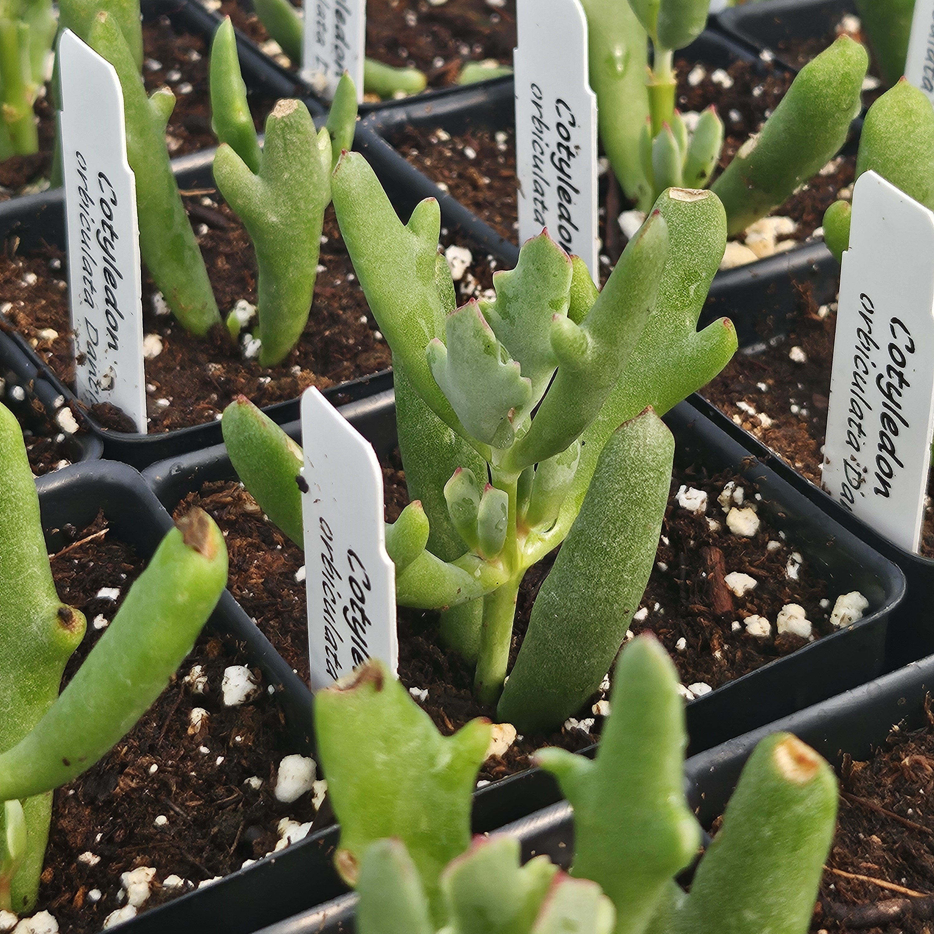 Cotyledon orbiculata 'Dancing Queen' - Pigs Ear from Hillcrest Nursery