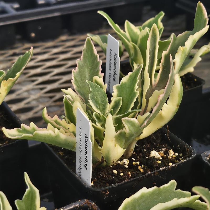 Kalanchoe liciniata 'Variegated' - Kalanchoe from Hillcrest Nursery