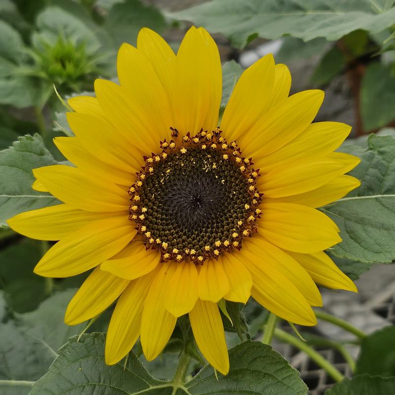 Helianthus annuus 'Choco Sun' - Sunflower from Hillcrest Nursery