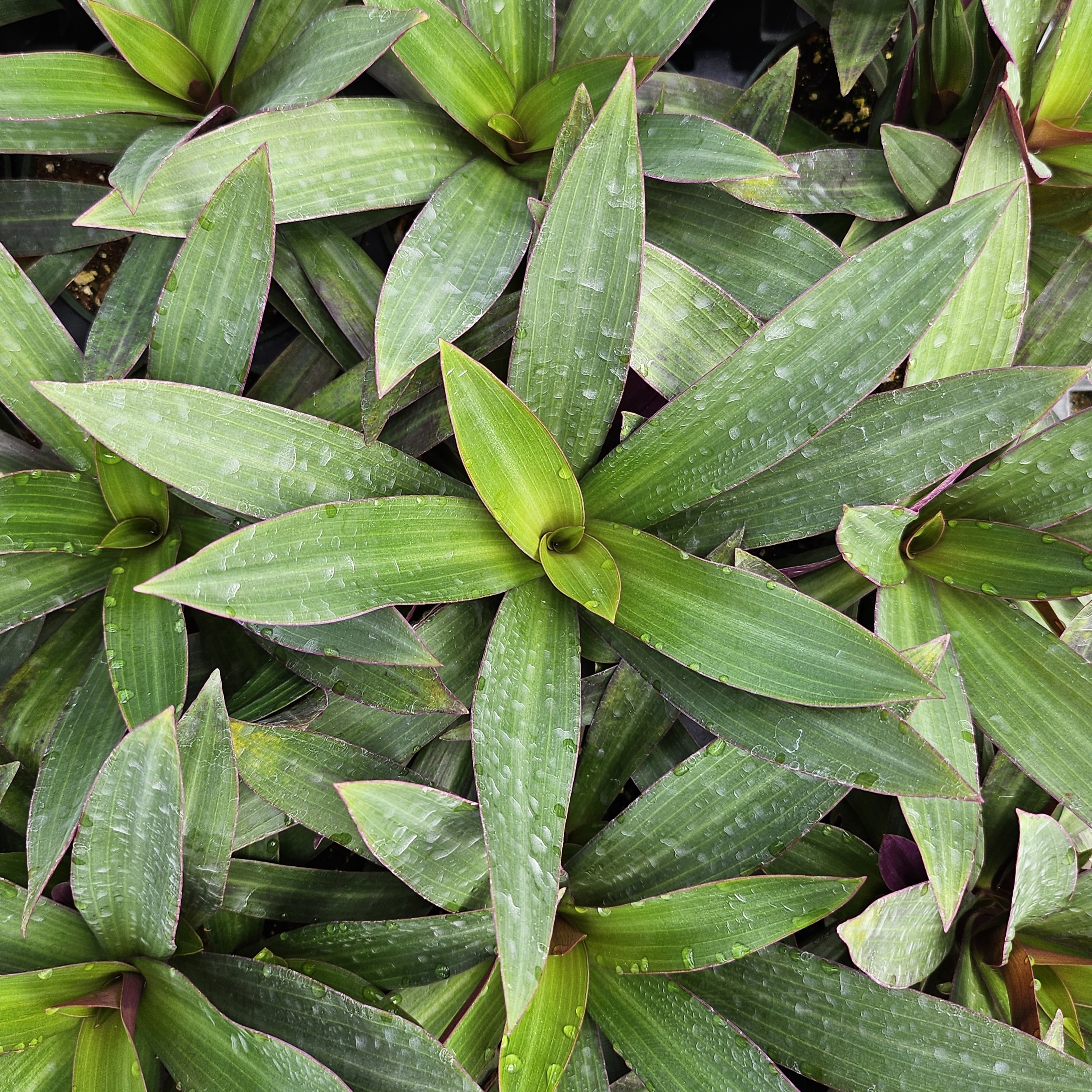 Tradescantia 'Rhoeo Bicolor' - Wandering Jew from Hillcrest Nursery