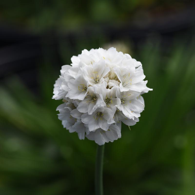 Armeria pseudarmeria Dreameria 'Dream Clouds' - Thrifts - Seapinks from Hillcrest Nursery