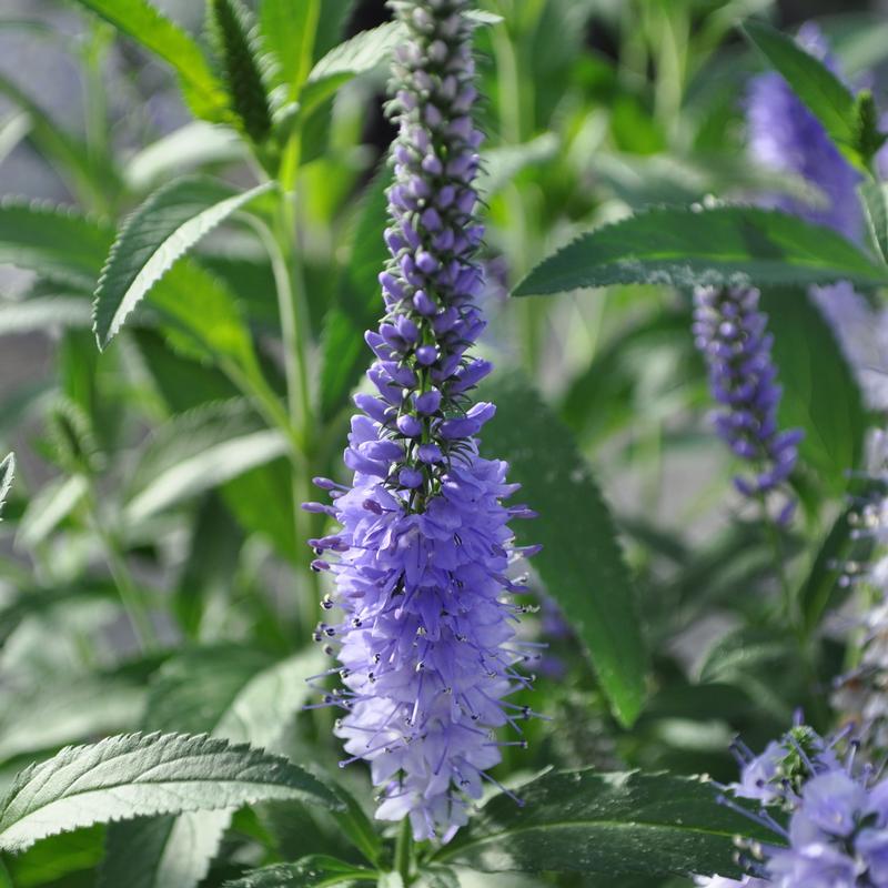 Veronica Vernique 'Shining Sea' - Photo courtesy of Ball Horticultural Company