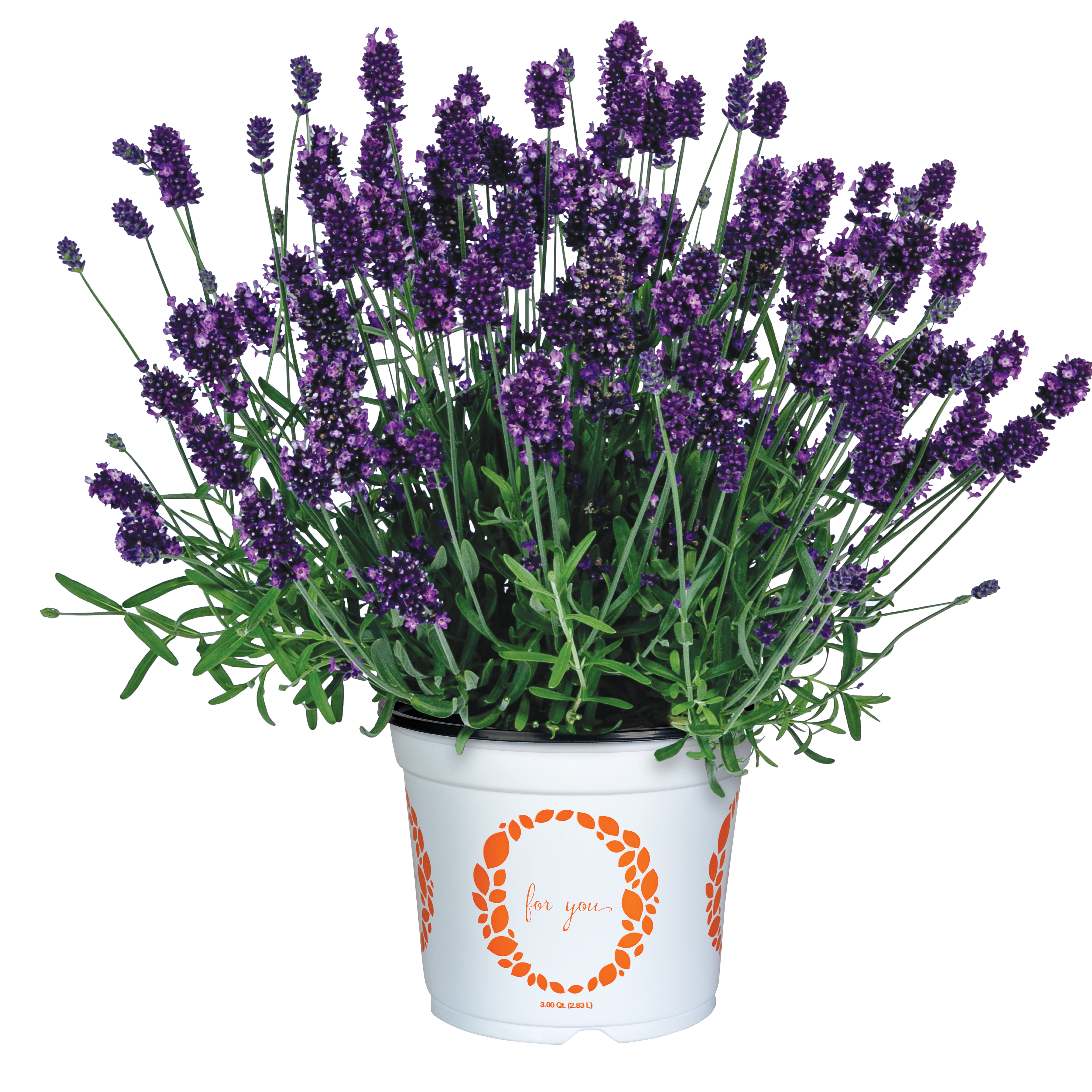 Lavandula La Diva 'Eternal Grace' - Lavender from Hillcrest Nursery