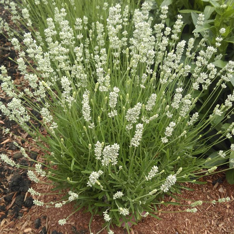 Lavandula Spirit 'White' - Photo courtesy of Ball Horticultural Company