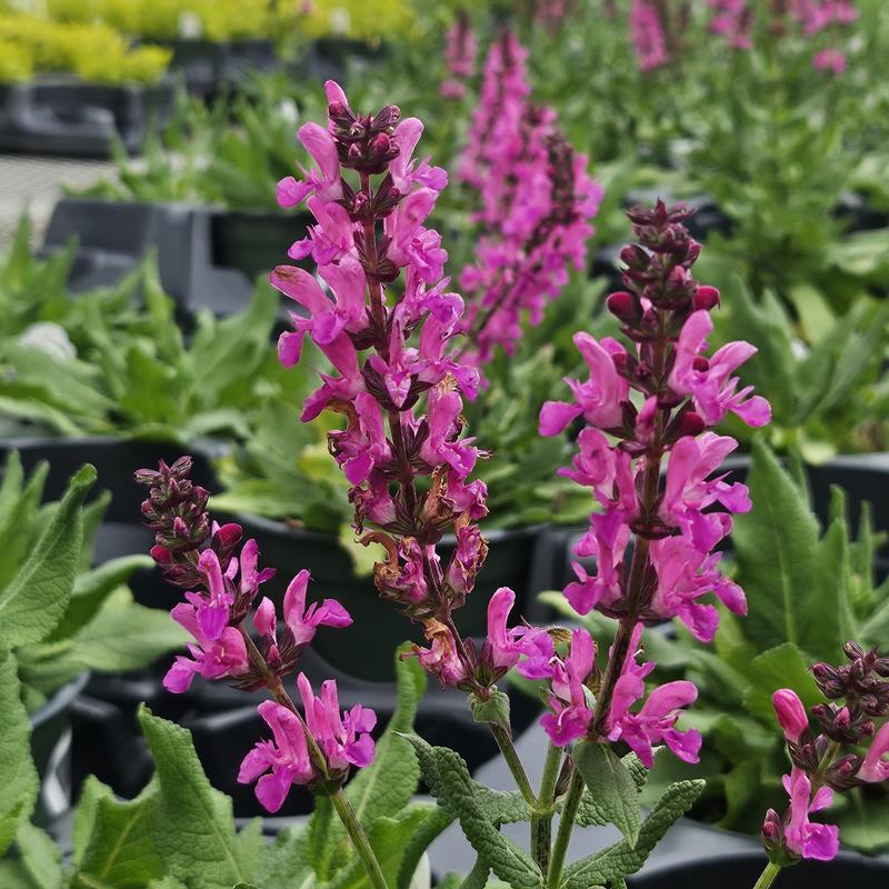 Salvia nemorosa 'Noble Princess' - Meadow Sage from Hillcrest Nursery