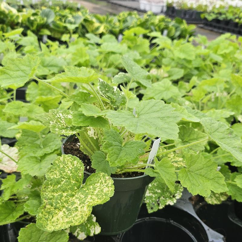 Tolmiea menziesii 'Variegated Piggy Back Plant' - Piggy Back Plant from Hillcrest Nursery