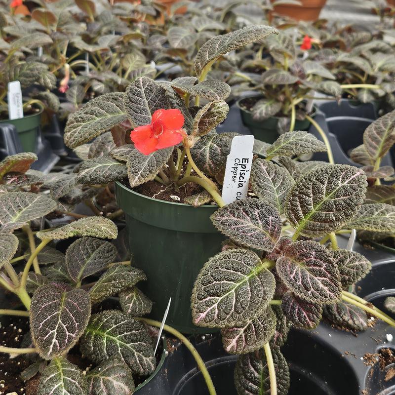 Episcia cupreata 'Copper' - Flame Violet from Hillcrest Nursery