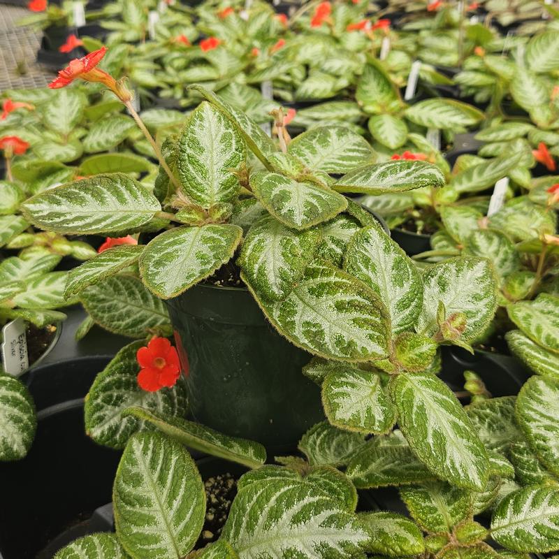 Episcia cupreata 'Silver' - Flame Violet from Hillcrest Nursery