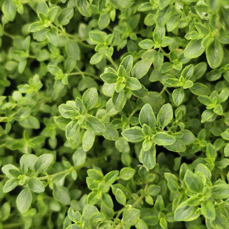 Thymus x citriodorus 'Non-Golden Variegated Lemon' - Thyme - Cellpack from Hillcrest Nursery