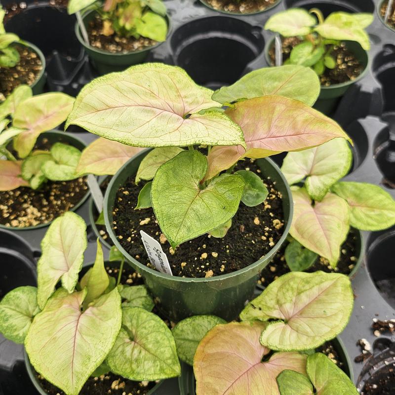 Syngonium nephthytis 'Allusion Berry' - Arrowhead Plant from Hillcrest Nursery