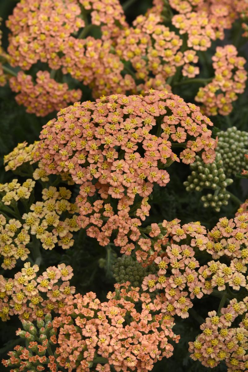 Achillea millefolium New Vintage 'Terracotta' - Image courtesy of Ball Horticultural Company
